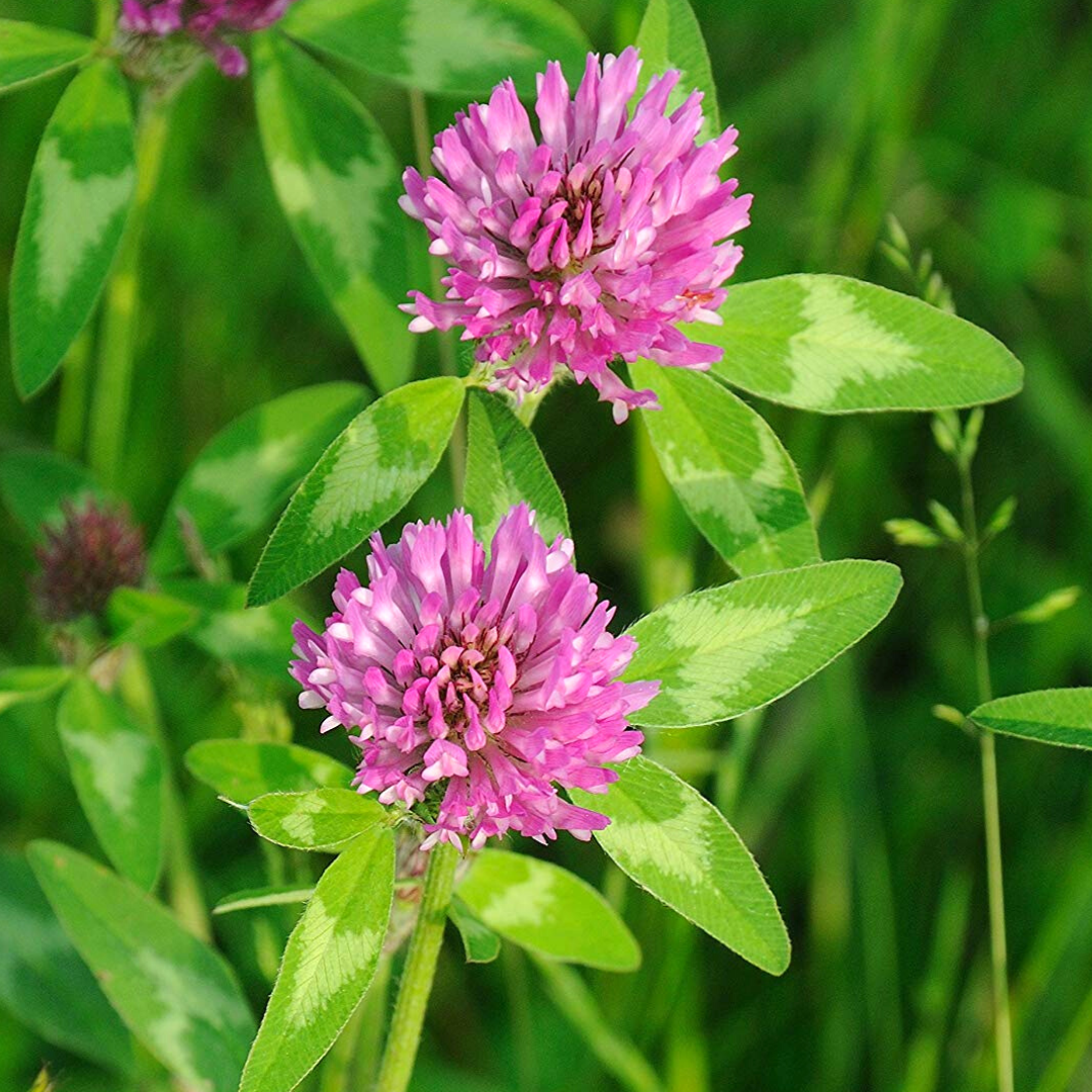 RED CLOVER: A NATURAL ALLY FOR WOMEN'S HORMONAL BALANCE